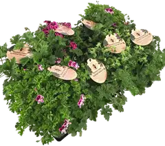Tuoksupelargoni 12 cm - 2