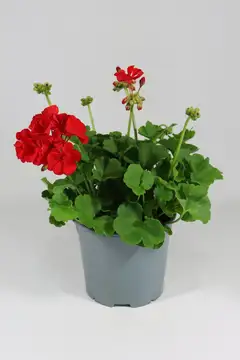 Patio pelargoni Mix 19 cm - 2