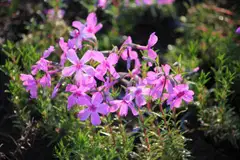 Satakunnan Taimitukku Sammalleimu 'Mai' - 2