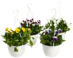 Orvokkiamppeli 19 cm - 2