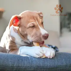 Kaikenkarvaiset Hevosen päänahkasuikale 150g - 4