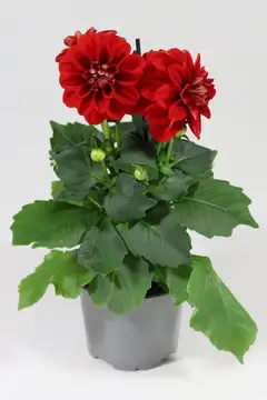 Daalia 'Labella Media´ 12 cm ruukussa - 4