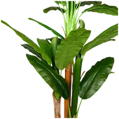 Lykke tekokasvi banana tree 170cm - 3