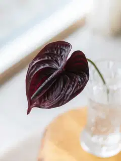Tekokukka Bloom Deco Flamingonkukka - 1