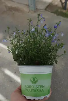 Lobelia iso 12cm värilajitelma - 3