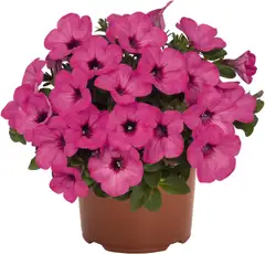 Ruukkupetunia 14 cm - 2