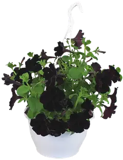 Kesäkukka-amppeli 23 cm ruukussa. Lajeina lobelia, lumihiutale, petunia, pikkupetunia ja verbena. - 1