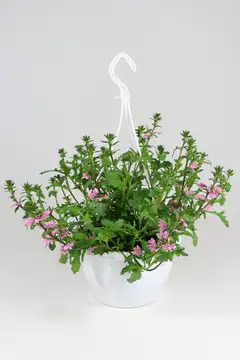 SINIVIUHKA-AMPPELI 25 CM - 2