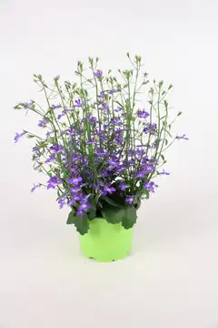 KESÄKUKKAMIX RIIPPUVA 12 CM MIX-KENNOT - 1
