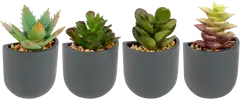 Koristemehikasvi magneettiruukussa - 1