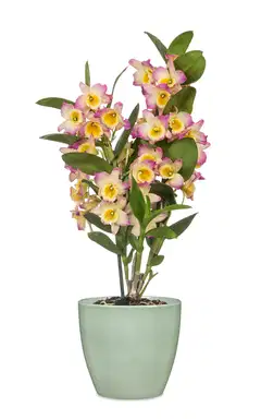 Scheurich ruukku 920/13 mintun vihreä - 2