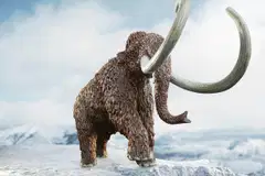 Schleich Mammutti - 4