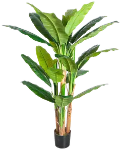 Lykke tekokasvi banana tree 170cm - 1