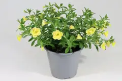 Miljoonakello 12 cm - 10