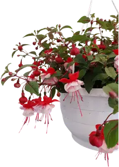 Heimosen Puutarha Verenpisara-amppeli 23cm - 2