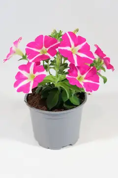 Petunia erikoislajikkeiden mix 12 cm riippuvat amppelilajikkeet - 2