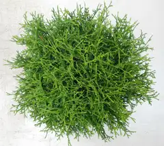Pallotuija 'Tiny Tim'. Halkaisija 30-35cm. Ruukku 23cm. Astiataimi. Thuja occidentalis 'Tiny Tim' - 2