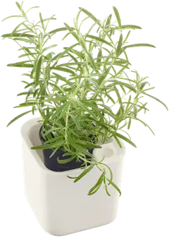 Orthex yrttiruukku Eden Recycled 12x12 cm - 1