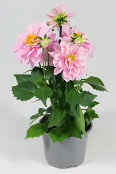 Daalia 'Labella Media´ 12 cm ruukussa - 1