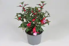 Verenpisara 12 cm ruukussa - 3