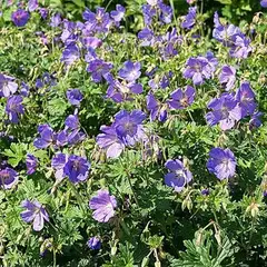 Idänkurjenpolvi Geranium himalayense - 1