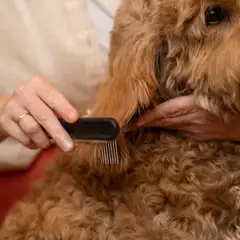 Fiskars lemmikin harvapiikkinen kampa - 5