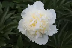 Kiinanpioni 'Duchesse de Nemours' Paeonia lactiflora - 1