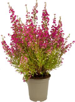ERICA 11 CM