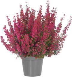 ERICA 11 CM