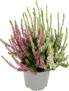 CALLUNA VULGARIS TWINS NOVA
