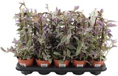 Juoru kaaressa, Tradescantia pink