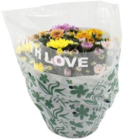 Krysanteemikulho, Chrysanthemum indicum, monivärinen