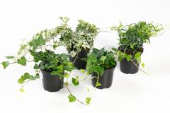 Huiskula muratti 11 cm