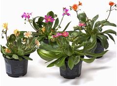 Lewisia 10 cm ruukussa, eri värejä, Lewisia cotyledon