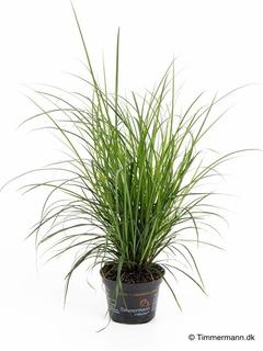 Sirosara Carex brunnea 9 cm ruukussa, korkeus noin 20 cm