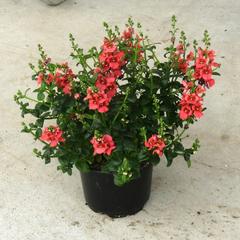 Amppelidiana, Diascia, 12 cm ruukussa