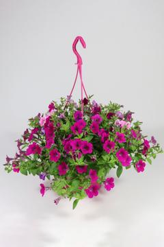 Pink mix amppeli