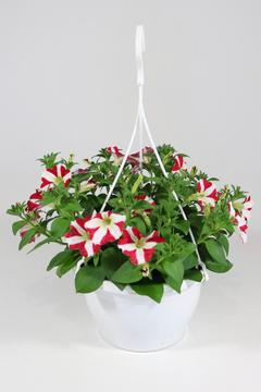 Erikoispetunia-amppeli mix 23 cm