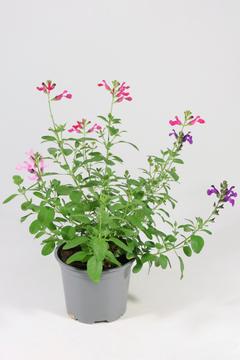 Salvia `Mirage` 12 cm