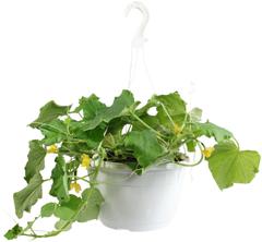 Kurkkuamppeli 23 cm