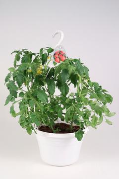 Tomaattiamppeli 'Tumbling Tom' 23 cm ruukussa