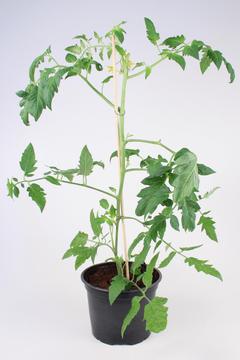 Huiskula 12 cm tomaatti mix