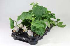 Avomaankurkun taimi 12cm