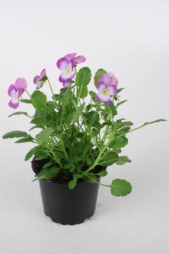 Orvokki 8-9 cm iso- ja pienikukallisia