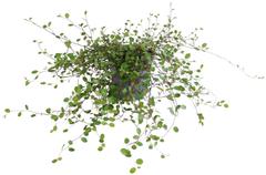 Lankaköynnös 11cm
