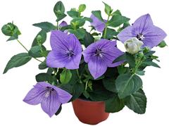 Jalokello, Platycodon grandiflorus