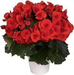 Begonia, 12 cm:n ruukku, värisekoitus