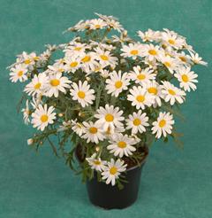 Marketta valkoinen 12cm
