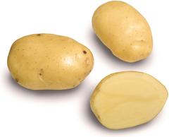 Siemenperuna Siikli 1 kg