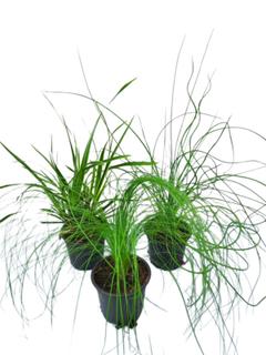 Heinä mix 12cm